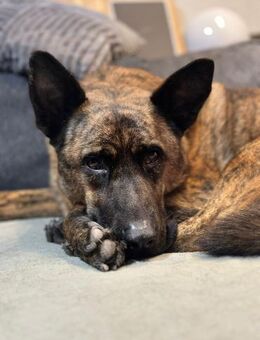 Spike❤️ - Burgsinn