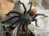 Chromatopelma cyaneopubescens - Braunschweig