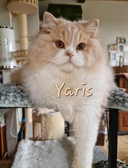 BLH Katerchen Yaris sucht neuen Wirkungskreis für liebevolle Hände auf Lebenszeit - Suderburg