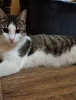 Kater Fridolin - Köln