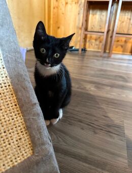 Katzenbabys, Kitten suchen ein zu Hause - Hamm