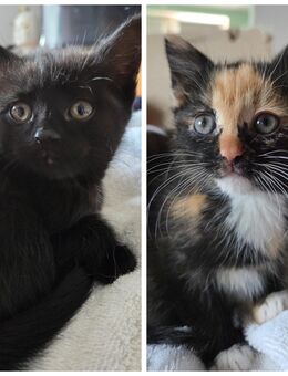 2 süße Kitten suchen neues Zuhause - Otzberg