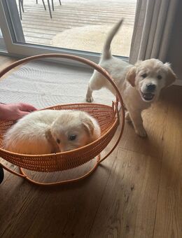 Golden Retriever Welpen - Kraftisried