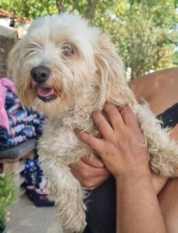 🌸 ANIA eine kleine Kämpferin - Kassel