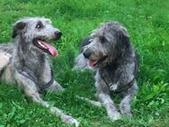 Irish Wolfhound Welpen - Bad Sooden-Allendorf