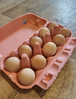 Bruteier vom Schweizerhuhn - Schweizerhühner BE Zweinutzungshuhn - Petershagen