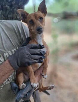 Chihuahua-Mix LiBELLA sucht dich 😍 - Mylau