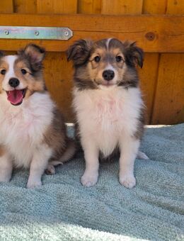 Sheltie welpen aus Körzucht auszugsbereit - Edewecht