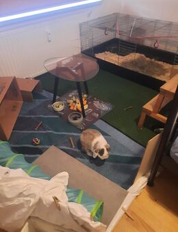 Männlicher Hase Zwerg Widder Sucht zuhause - Kaltenkirchen