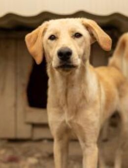 hübsche Olina sucht ihr Zuhause - Kallmünz