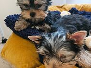 Unsere bezaubernden Yorkshire Terrier Welpen suchen ein liebevolles Zuhause - Krombach (Bayern)