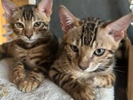 Bengal kitten Reinrassig XXL Rosetten mit Stammbaum Untersucht und Geimpft - Mainz