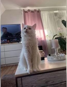 Maine coon Katze - Sehnde