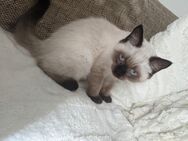 Bhk Babykatze - Mönchengladbach