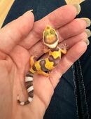 0.1 Leopardgecko Weibchen ENZ 25 in 48282