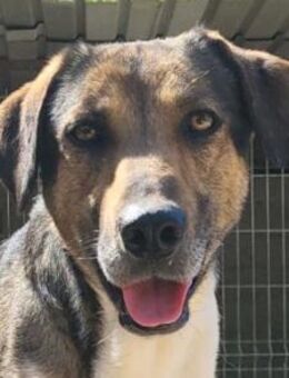 ROBI🩵ruhige Super-Schnute mit viel Herz - Hamburg