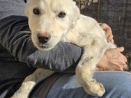 Knut - verschmust und freundlich - Westerholt