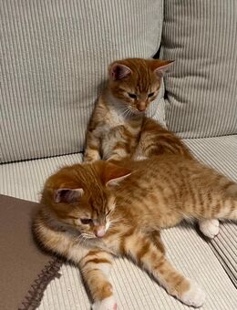 2 Männliche BKH-Mix Katzen - Waltrop Zentrum
