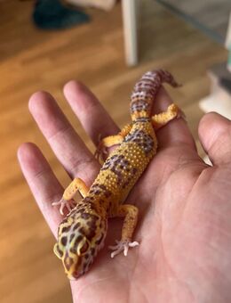 Leopardgeckos mit Zubehör - Marktoberdorf