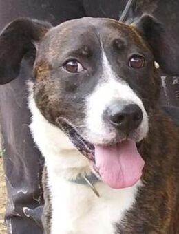 HUBERT, freundlich und zurückhaltend - Gefrees