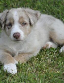 Australian Shepherd Welpen mit ASCA Pap. suchen gerne eine Familie - Wanderup