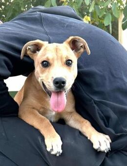 Boy sucht sein Glück - Nordwalde