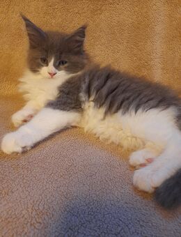 Maine Coon Kitten - Sinzig