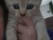 Reinrassige BKH Kitten - Duisburg