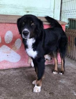 Jack(2), sucht einen Gnadenplatz - Bonndorf (Schwarzwald)