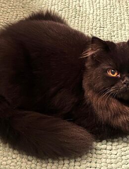 Katze Perser- Maine Cook weiblich - Dortmund