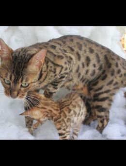BENGAL CATS - Obertaufkirchen