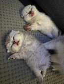 🐱 Baby Katzen zu verkaufen 🐾 in 27576