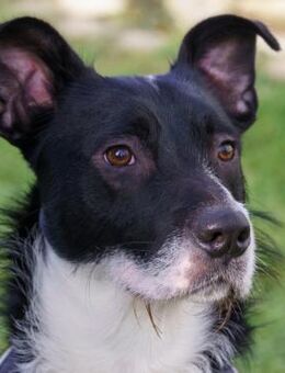 RÜBE - charmanter Lausbub - Betzenstein