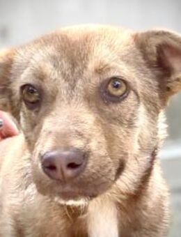 Hündin Ida sucht liebe Menschen - Neuhausen (Fildern)