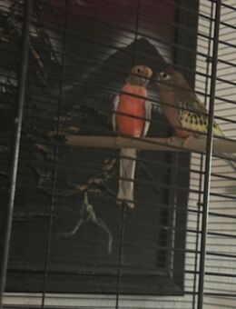 Verkaufe 2 kanarienvögel+bourkesittich pärchen - Rostock Schmarl