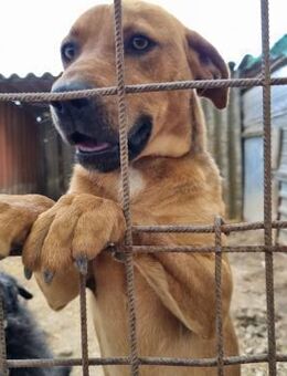 Barni träumt von einem Neuanfang - Schnarup-Thumby