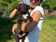 💚Fröhlicher Welpe Billy🎾 - Eislingen (Fils)