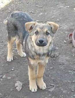 Harvey sucht seine Pflegestelle - Celle