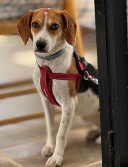 Zauberhafte Afon sucht Familienanschluss - Grevenbroich