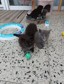 Katzenbabys NWK und Siam Mischlinge - Wesseling