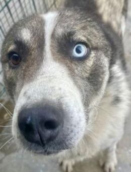 Chicco - sanfter Husky-Mix - Hamburg