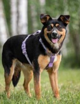 Sensible Lusha sucht ihre Menschen - Duisburg