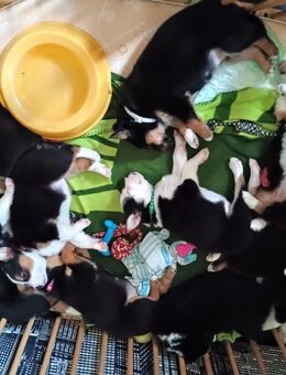 Süße Welpen suchen Ihr zu Hause - Ringgau