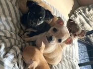 Chihuahua Welpen in liebevolle Hände abzugeben - Dortmund