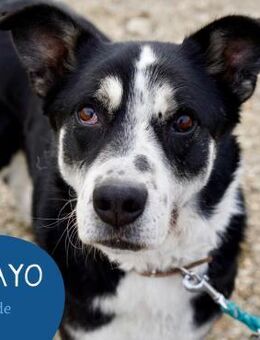 Souveräner Dayo sucht sein Zuhause - Tarmstedt