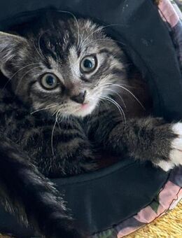 2 Babys suchen noch ein Zuhause - Wiesenburg