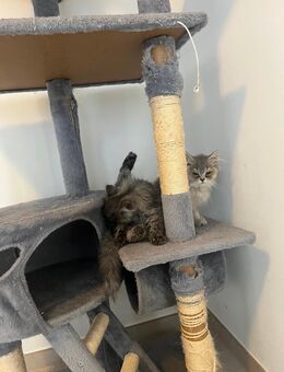 Britische Langhaar Kitten mit Bernsteinaugen - Diepholz