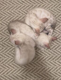 Snow Bengal Kitten - Rosenheim