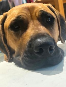 Boerbel mix - Marl Zentrum