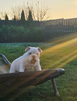 Englische Bulldoggenwelpen, Hauszucht " Von Teodor" FCI - Grevesmühlen